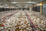 Alza de maíz, soya, fletes y petróleo elevan los costos de la producción avícola Alza de maíz, soya, fletes y petróleo elevan los costos de la producción avícola