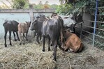 Tráfico de animales desde Haití eleva la alerta sanitaria por posible presencia de ántrax en Dajabón