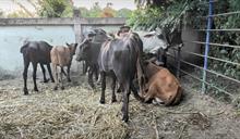 Tráfico de animales desde Haití eleva la alerta sanitaria por posible presencia de ántrax en Dajabón