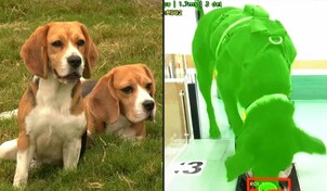 Una empresa de IA utiliza perros para detectar el cáncer