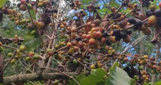 El Niño comienza a dejar efectos: en Arroyo Cano, San Juan, la sequía afecta producción de café