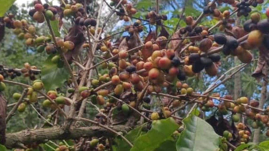 El Niño comienza a dejar efectos: en Arroyo Cano, San Juan, la sequía afecta producción de café