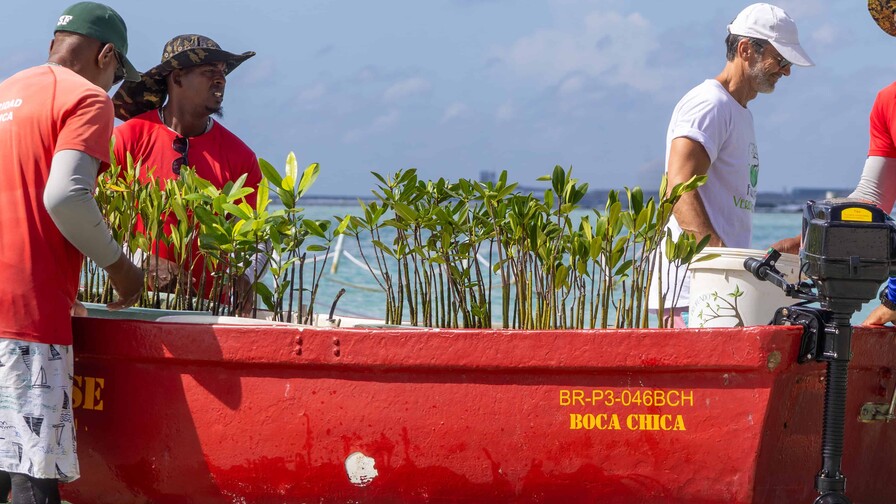 Boca Chica busca recuperar con manglares una barrera natural para sus playas