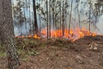 Lluvias ayudaron a controlar incendio forestal en Pelempito y Aceitillar