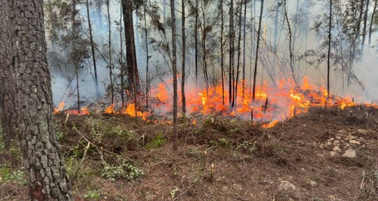 Lluvias ayudaron a controlar incendio forestal en Pelempito y Aceitillar