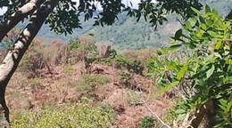Sociedad Ecológica de Paraíso denuncia talas en cuenca del río Nizaíto mientras se proyectan presas