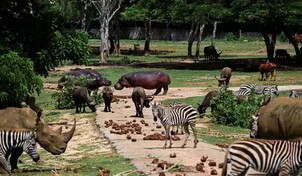 Entre apagones y escasez, el Zoológico Nacional de Cuba lucha por preservar especies protegidas