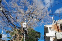 Vecinos del barrio La Joya temen caída de árbol sobre cables de alta tensión