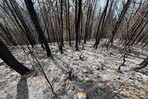 Sembró un bosque para sus hijos; un incendio intencional consumió 25 años de cuidado en Bahoruco