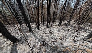 Sembró un bosque para sus hijos; un incendio intencional consumió 25 años de cuidado en Bahoruco