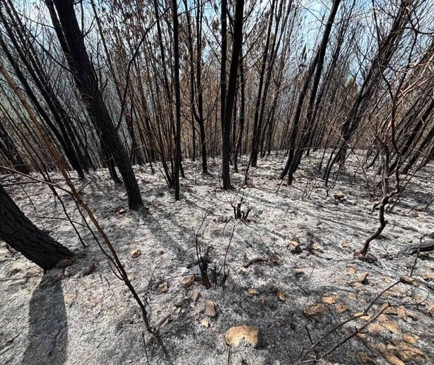 Sembró un bosque para sus hijos; un incendio intencional consumió 25 años de cuidado en Bahoruco