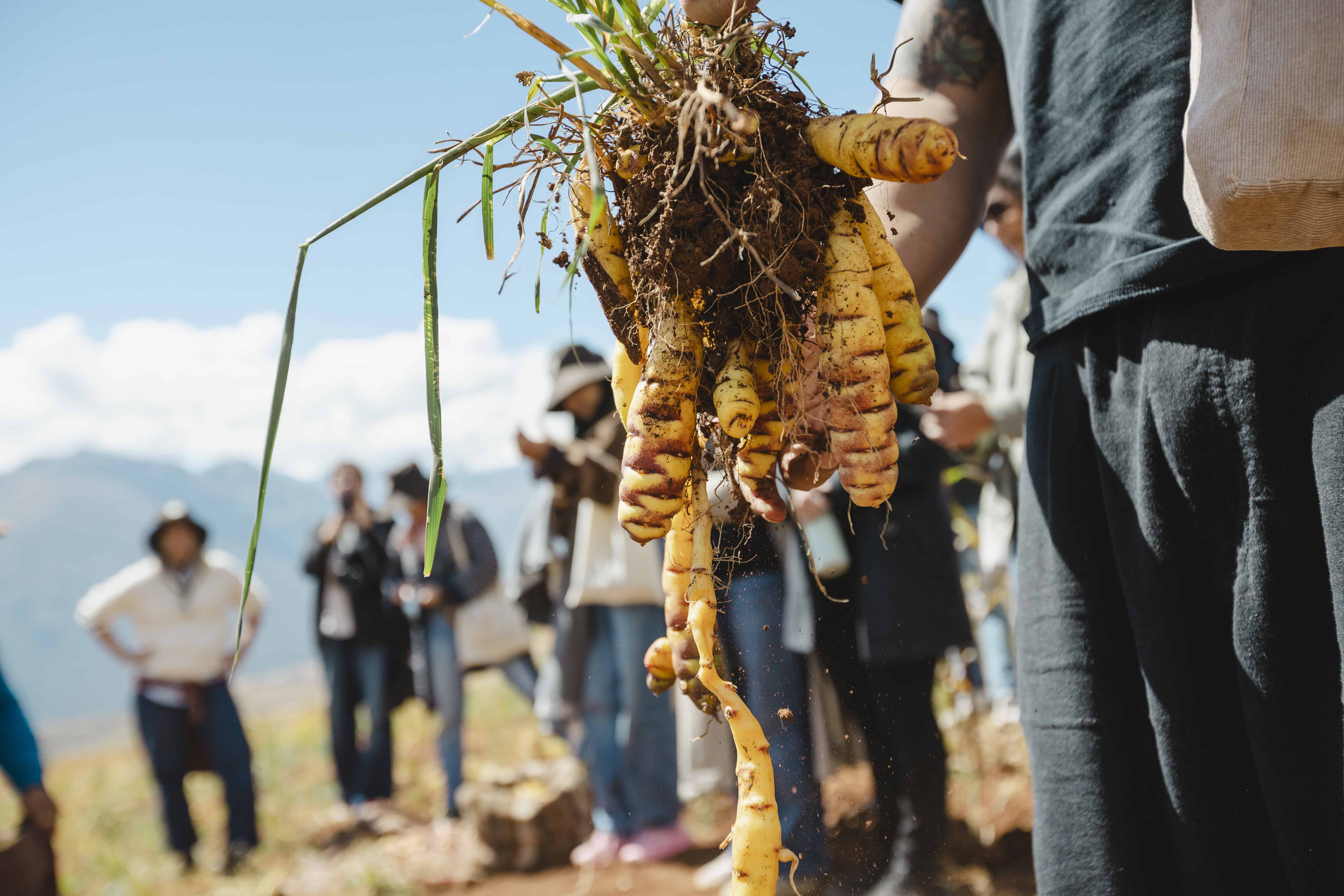 La cocina de Kjolle está profundamente conectada con los productos y ecosistemas del Perú.