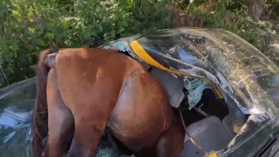 Un conductor resulta herido tras impactar un caballo en la carretera en Santiago