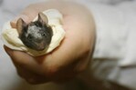 Crean ratones con tejido cerebral humano integrado en su cerebro