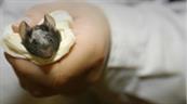 Crean ratones con tejido cerebral humano integrado en su cerebro