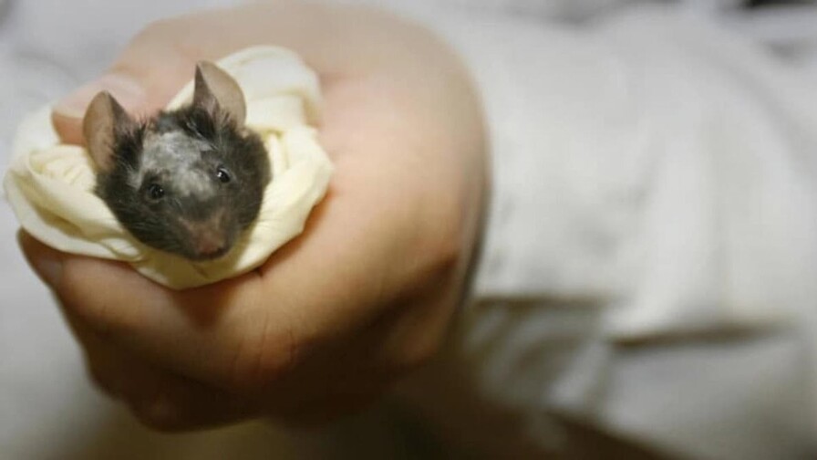 Crean ratones con tejido cerebral humano integrado en su cerebro