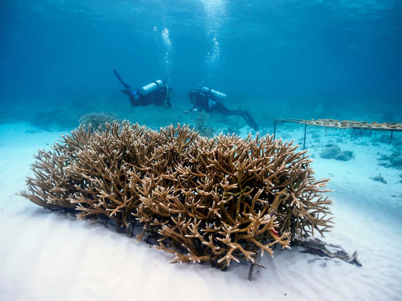 Siembra de tejido de Coral introducido por primera vez en el país por Fundacion Grupo Puntacana.