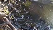 Pescadores luchan contra derrames de crudo en plena reactivación petrolera en Venezuela