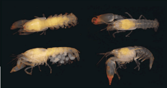 Un nuevo camarón para la ciencia lleva el nombre de doña Idelisa Bonnelly