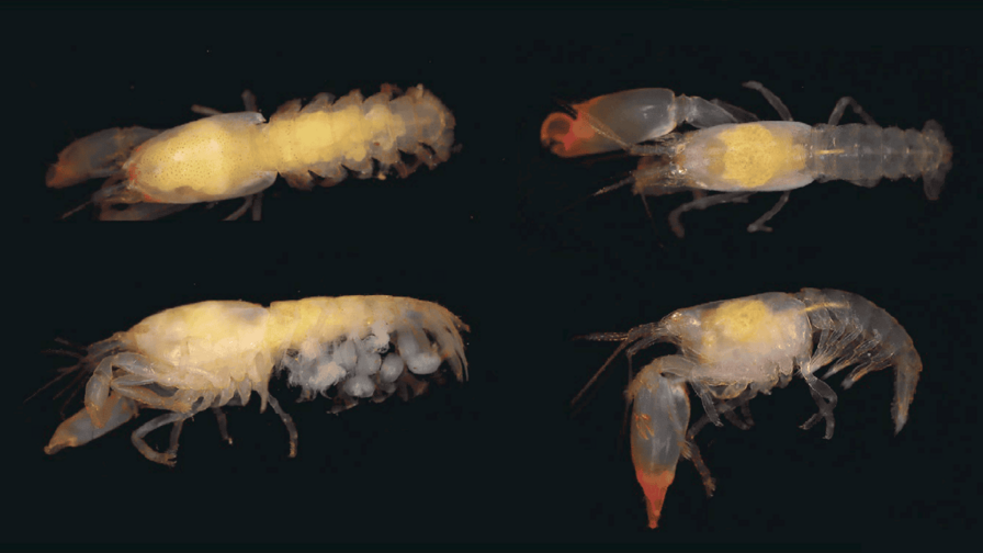 Un nuevo camarón para la ciencia lleva el nombre de doña Idelisa Bonnelly