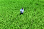 Poder Ejecutivo elimina protección al arroz tras planteamiento de Estados Unidos