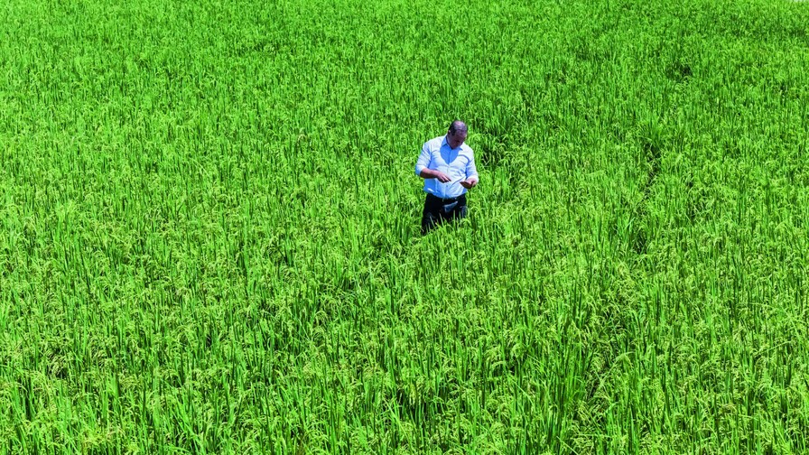 Poder Ejecutivo elimina protección al arroz tras planteamiento de Estados Unidos