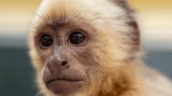 Autoridades trasladan al Zoológico al narcomono incautado en las costas de Baní