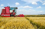 El arroz estadounidense compite con respaldo del presupuesto El arroz estadounidense compite con respaldo del presupuesto