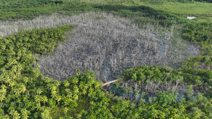 Manglar afectado en Samaná comienza a recuperarse de forma natural