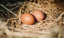 El dominicano promedio consume 320 huevos al año
