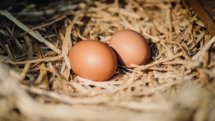 El dominicano promedio consume 320 huevos al año El dominicano promedio consume 320 huevos al año
