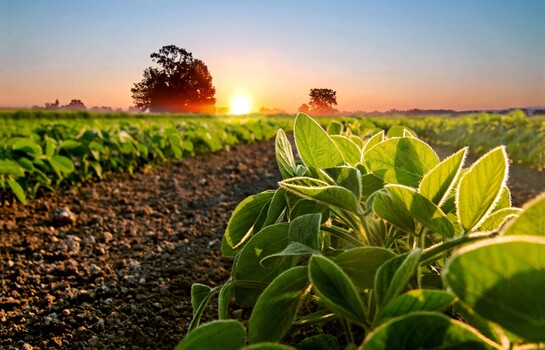 La soya sostenible gana protagonismo en la producción de pollo, cerdo y pescado en Latinoamérica