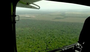 La deforestación se ralentizó a nivel global en 2025, con contribución clave de América Latina