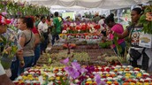Desde Nagua hasta Nueva York: visitantes viajan para disfrutar del Festival de Plantas y Flores