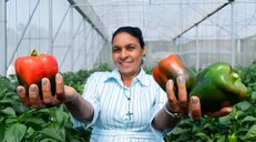 Mujeres rurales en República Dominicana enfrentan más pobreza y menos empleo