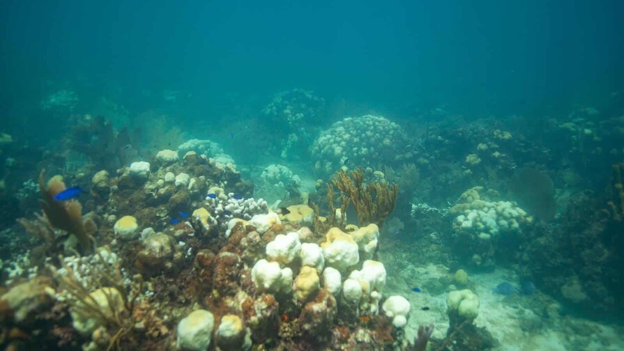 Casi la mitad de las especies de corales del mundo está amenazada de extinción; según estudio