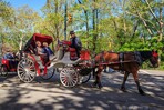 Trump cuestiona el fin de carruajes de caballos en Nueva York por un solo accidente