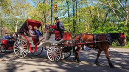 Nueva York aprueba la ley que prohibirá los carruajes tirados por caballos en junio 2028