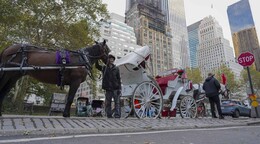 Los carruajes de Central Park: 150 años de historia que llegan a su fin en Nueva York