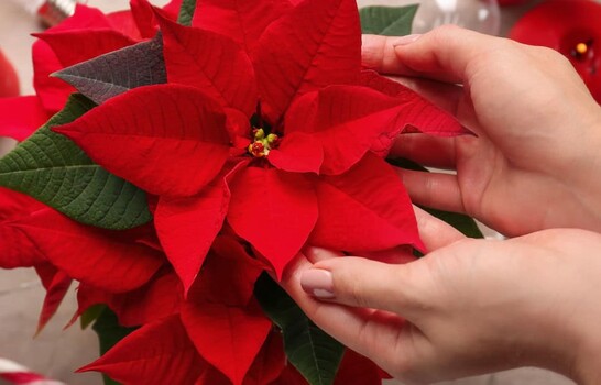 Las plantas que visten de otoño y personalidad cada espacio