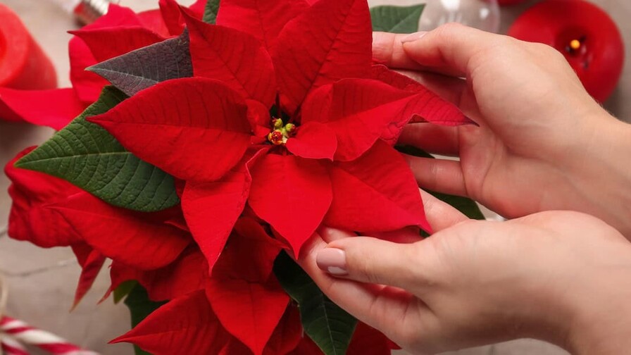 Las plantas que visten de otoño y personalidad cada espacio