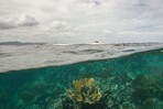 Nueva evaluación alerta sobre el riesgo de colapso del 96 % de los ecosistemas coralinos del mundo Nueva evaluación alerta sobre el riesgo de colapso del 96 % de los ecosistemas coralinos del mundo