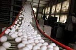 Cada dominicano consume cerca de 260 huevos al año Cada dominicano consume cerca de 260 huevos al año