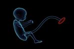 La edición genética prenatal puede prevenir enfermedades congénitas La edición genética prenatal puede prevenir enfermedades congénitas