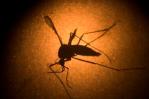 Primer contagio local en Países Bajos con el virus del Nilo Occidental