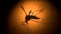 El virus del Nilo Occidental adelanta su temporada en EE. UU. con un récord de 48 casos