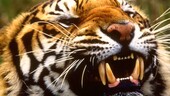 Un hombre muere atacado por un tigre tras saltar a su cercado en un zoo inglés