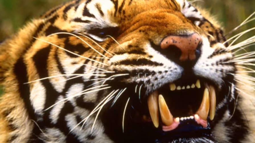 Un hombre muere atacado por un tigre tras saltar a su cercado en un zoo inglés