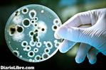 Helicobacter pylori: la bacteria que multiplica el riesgo de cáncer Helicobacter pylori: la bacteria que multiplica el riesgo de cáncer